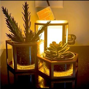 New NIB Wild Desert Scentsy Warmer Retired